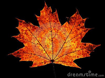 autumn-maple-leaf-black-background-198358.jpg